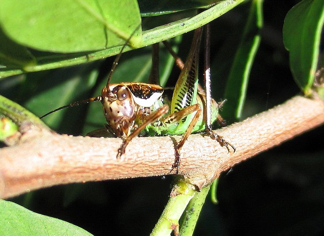 Eupholidoptera magnifica